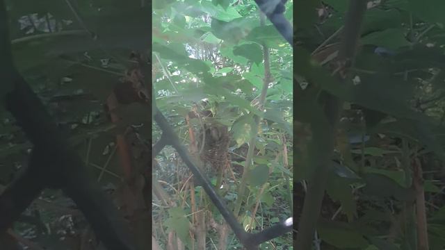 В гнезде пять птенчиков )) Тула. Скоро отъезд, а я птенцов обнаружила ) смотреть онлайн