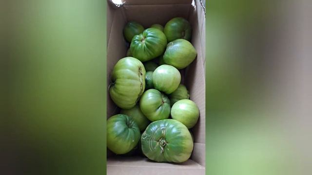 Томат Бобкат слабак.02.09.23.Сев Каз..Ч.585. смотреть онлайн