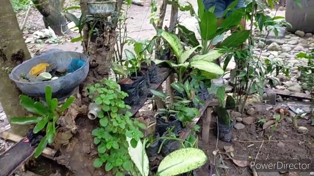 HOUSEPLANT TOUR || ALOCASIA, CALADIUM MGA HALAMAN NG KAPITBAHAY! смотреть онлайн
