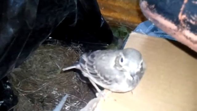 Трясогузки смотреть онлайн