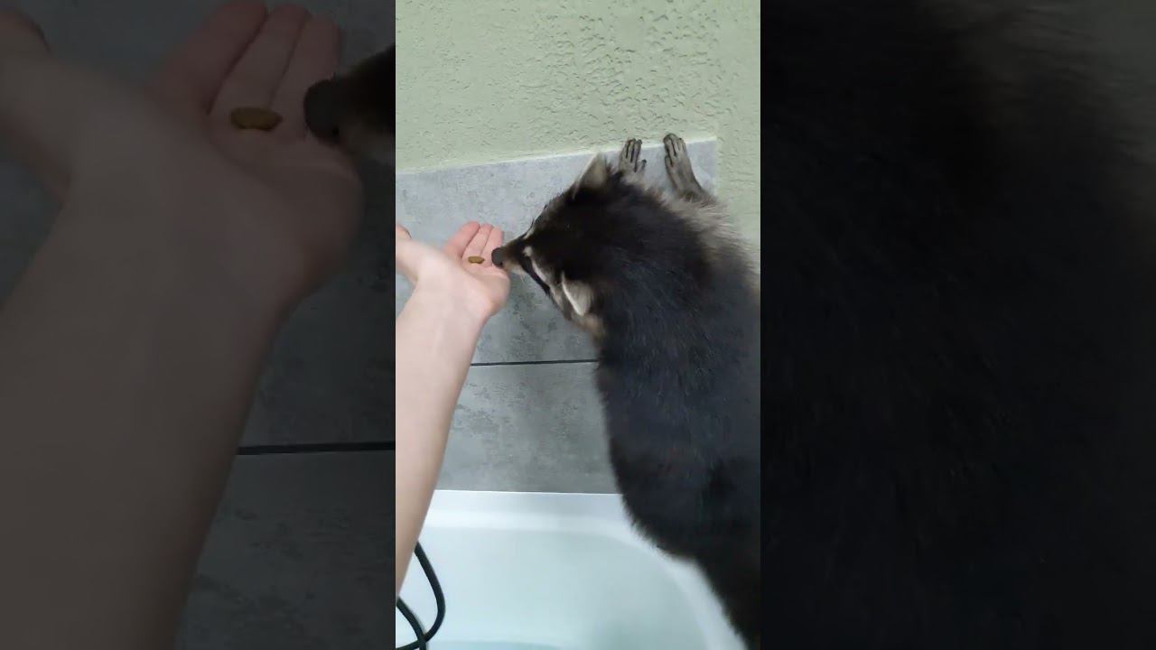 ▷Прелестный енотик кушает◁ смотреть онлайн