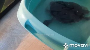 проживание красноухих черепах в диких условиях