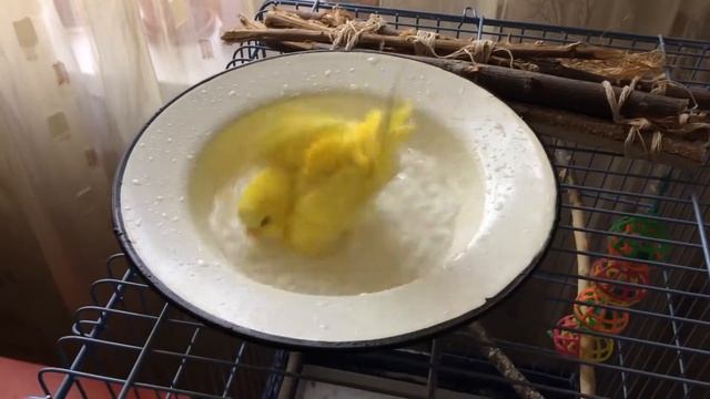 Желтый волнистый попугай смотреть онлайн
