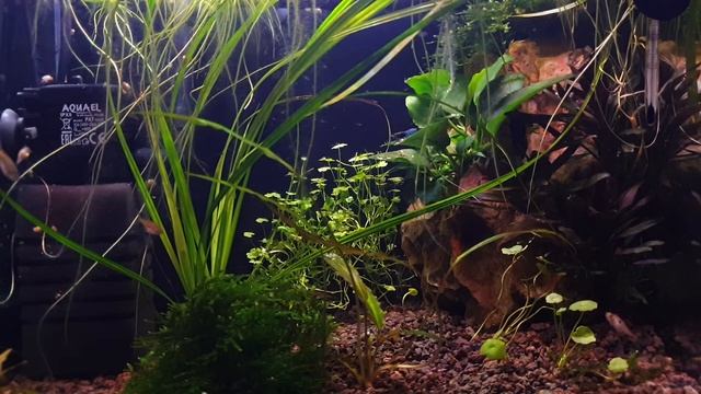 ASMR Relaxing Aquarium with quiet, calm relaxing music. For strees reduction and better sleep смотреть онлайн
