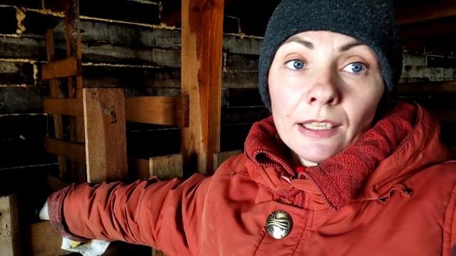 Обезроживаю козлят.Обезроживала пастой.У безрогих родителей рогатые дети.Гермафродиты смотреть онлайн