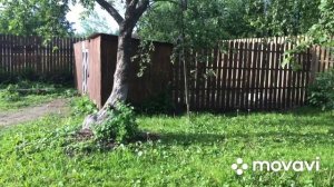 В чем причина потери молодых цыплят/ Падеж двух месячного молодняка/ Павловские курочки мрут