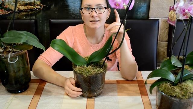 #5 Реанимация орхидей! Обзор на 20.12.16 смотреть онлайн