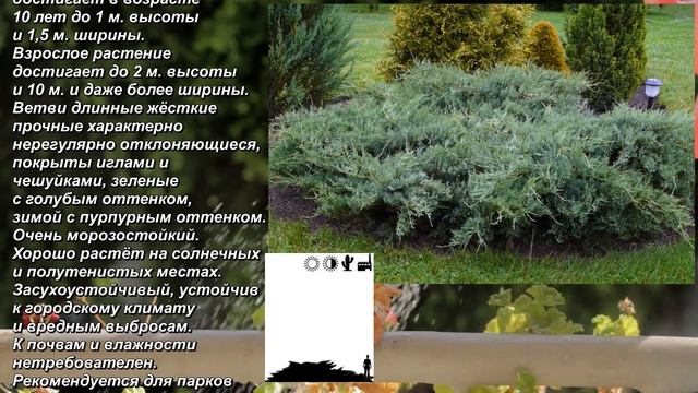 'Tripartita' - "Трипартита". Juniperus virginiana. Можжевельник виргинский. Virgin juniper. смотреть онлайн