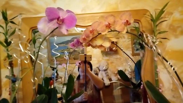 Орхидея ФАЛЕНОПСИС. В чём корень зла и корень счастья? смотреть онлайн