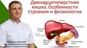 Двенадцатиперстная кишка. Особенности строения и физиология. Фрагмент обучения
