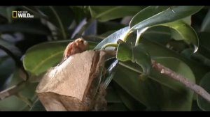 Превращение гусеницы в бабочку