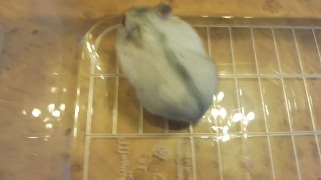 St. Petersburg - Zophobas Morio - Acheta Domesticus - Phodopus Sungorus ( MARY MYSTIC )