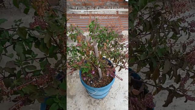 Krishna Tulsi Growing#How To GerminateTulsi seed#Germination of Tulsi SeedsAtHome# seedandplant.com смотреть онлайн