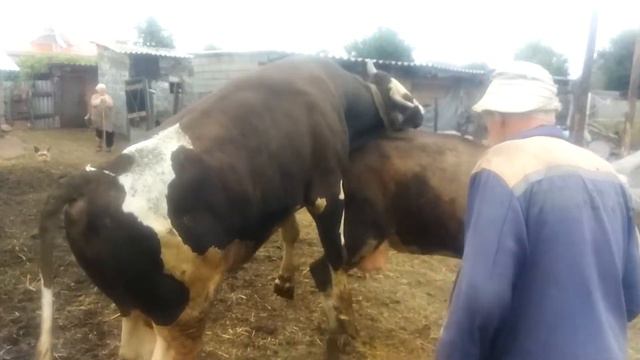 Случка КРС