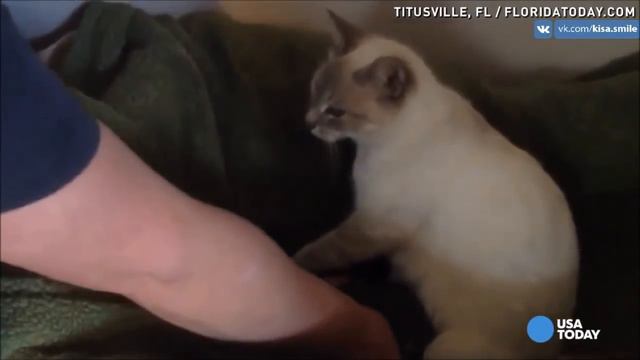 Кошка усыновила брошенных щенков чихуахуа смотреть онлайн