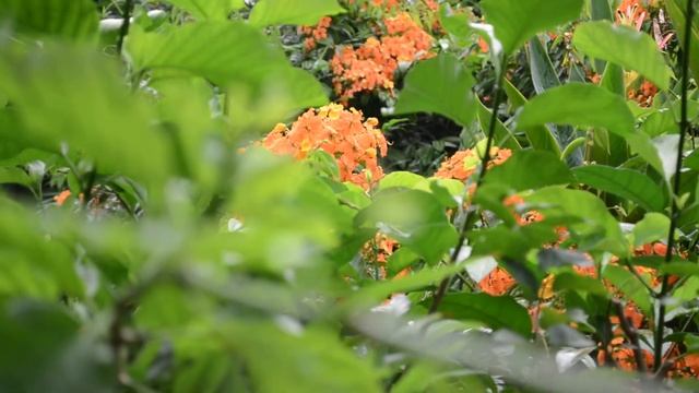 Nikon D5100 Video Sample смотреть онлайн
