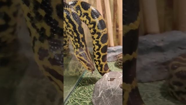 Парагвайская анаконда показывает язык )) Paraguay anaconda смотреть онлайн