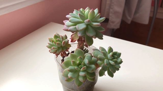 Silent Vlog #37 | Succulent Update - Feb 2, 2021 смотреть онлайн
