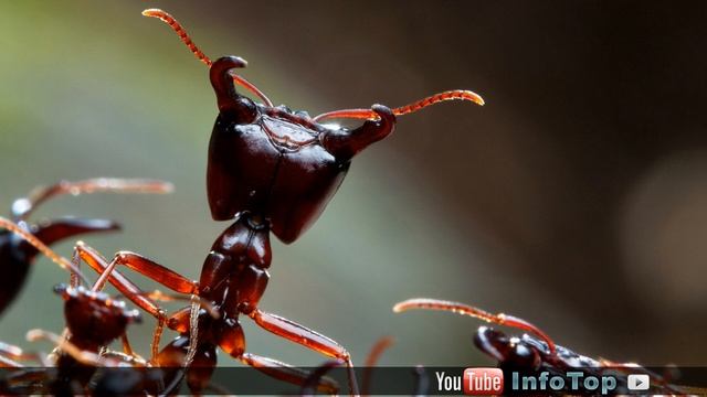 10 интересных фактов о муравьях смотреть онлайн