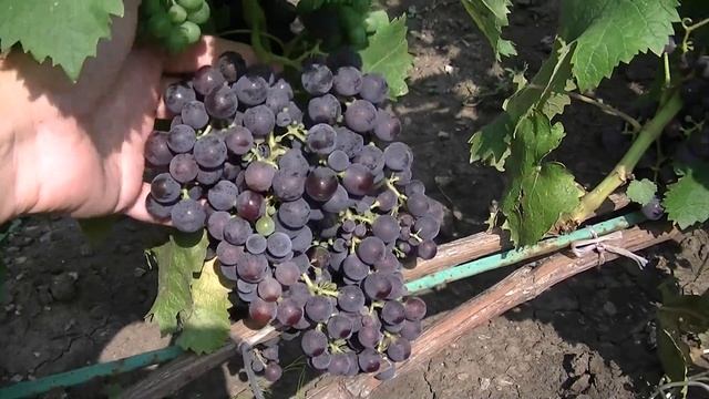 Сорт винограда Фиолетовый ранний смотреть онлайн