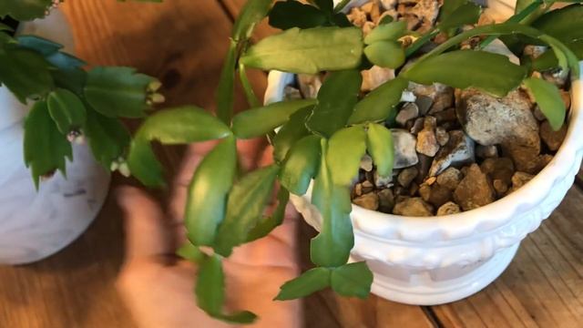 ?catus de navidad catus de bosque cactus santa Teresita como cuidar esta planta смотреть онлайн