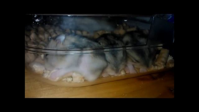 Djungarian hamsters family смотреть онлайн