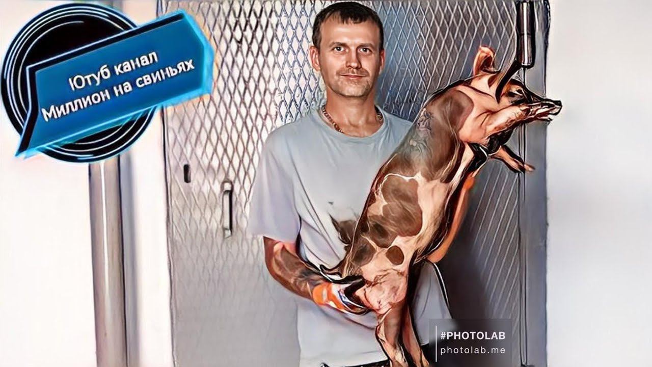 Отправка поросят (пьетрен) на дальний восток‼️ЗАГОН ДЛЯ БЫКОВ ГОТОВ ‼️ смотреть онлайн