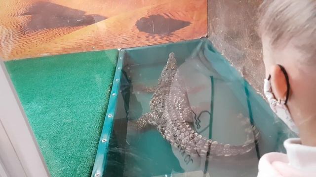 Динозавры-крокодилы?