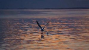 Lizer -  Птицы улетают на юг   Клип 2018