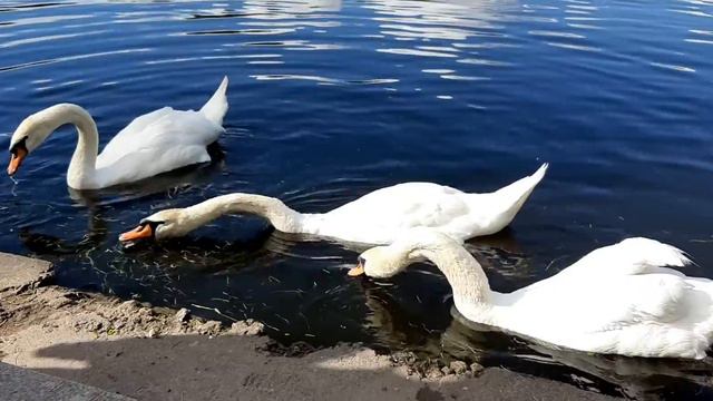 Лебеди на Крестовском смотреть онлайн