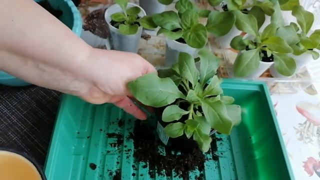 Петуния в апреле. Перевалка петунии. смотреть онлайн
