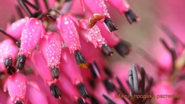 Эрика дарленская Крамерс Рот (kramers rote) ? обзор: как сажать, саженцы эрики Крамерс Рот смотреть онлайн