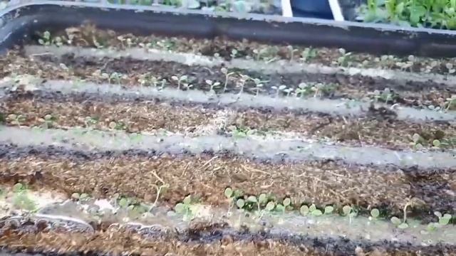 Полив всходов кустовой ПЕТУНИИ смотреть онлайн