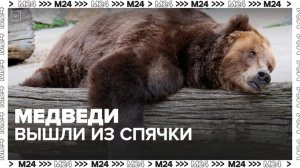 Медведи Московского зоопарка вышли из зимней спячки - Москва 24
