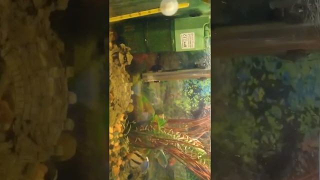соль в аквариум.30 г.на 30 литров.лечение рыбок. смотреть онлайн