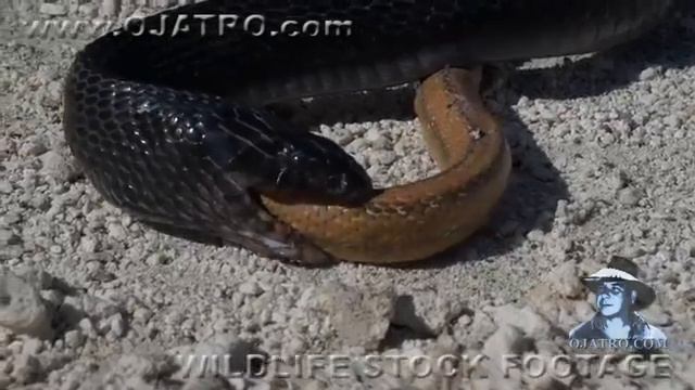 змея против змея смотреть онлайн