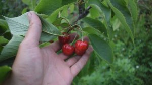 Черешня Биг Стар (19 июня) - Агро Сад