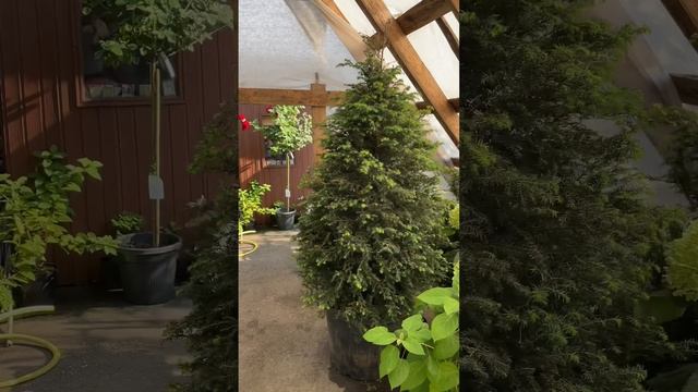 Тсуга смотреть онлайн