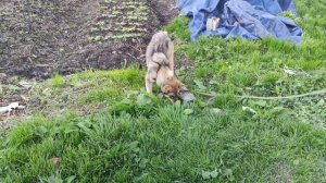 Чем кормить щенка лайки?! Подробная инструкция.