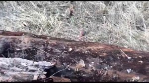 Как собрать кору и украсить двор на даче