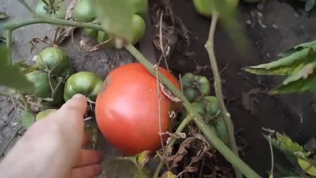 ОБЗОР НАШЕГО УЧАСТКА / Мои ЦВЕТЫ и ОГОРОД смотреть онлайн