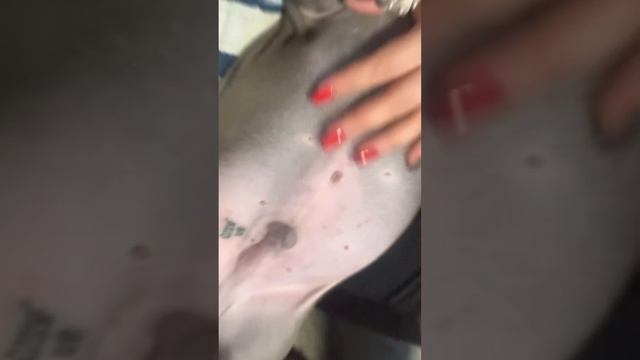 СТРАХ!!!😩#империя #stafford #стаффордширскийтерьер #империялайф #amstaff #стафф #купитьщенка смотреть онлайн