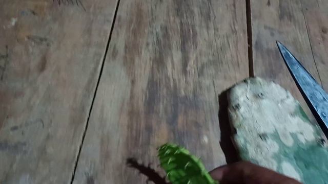 las pencas de nopal ...cuáles no debes de plantar para que no tengas mermas смотреть онлайн