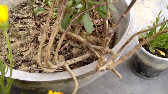 Gaillardia смотреть онлайн