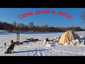 ''СЕМЬ ДНЕЙ В ЛЕСУ'' ЖИВУ В ПАЛАТКЕ! НАШЕЛ ЧАГУ, УСТАНАВЛИВАЮ ЖЕРЛИЦЫ