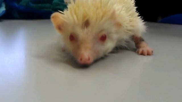 Белый ёжик из Таиланда смотреть онлайн