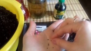 Катарантус. Тонкости посева катарантуса. Уход за рассадой катарантуса