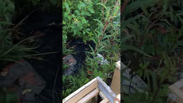 Наш МЁД! Среднерусская порода пчел с цветов Северо-Запада России! смотреть онлайн