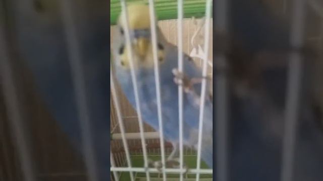 Как научить попугая разговаривать???