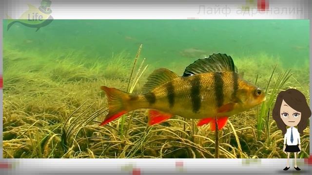 Первый лед! Жор окуня всего неделю не пропусти! Поведение окуня по первому льду на зимней рыбалке! смотреть онлайн